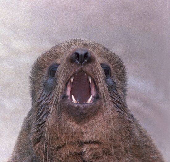 Seal