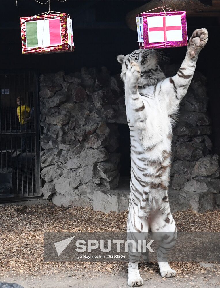 Russia Soccer Euro 2020 Animals Prediction
