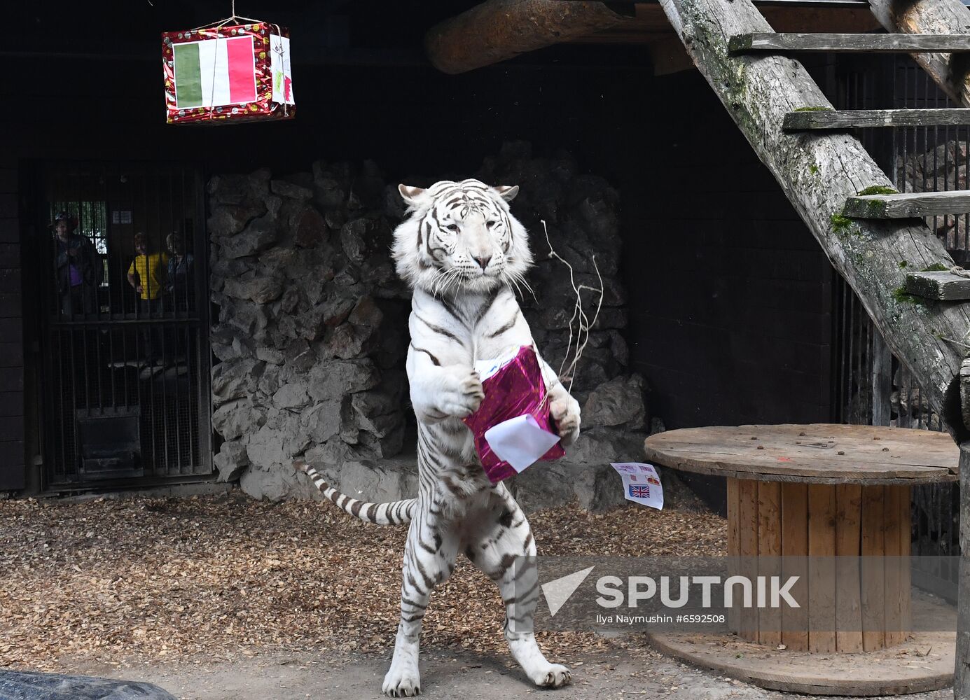 Russia Soccer Euro 2020 Animals Prediction