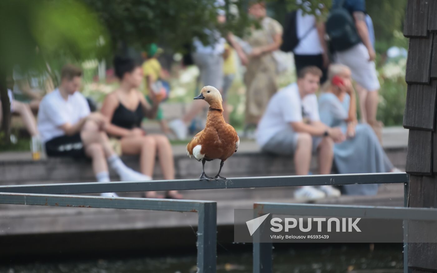Russia Summer