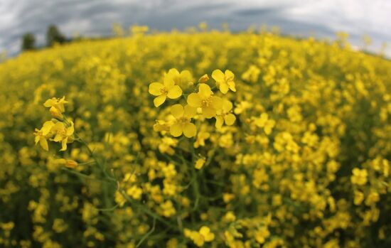 Russia Rapeseed Blossom