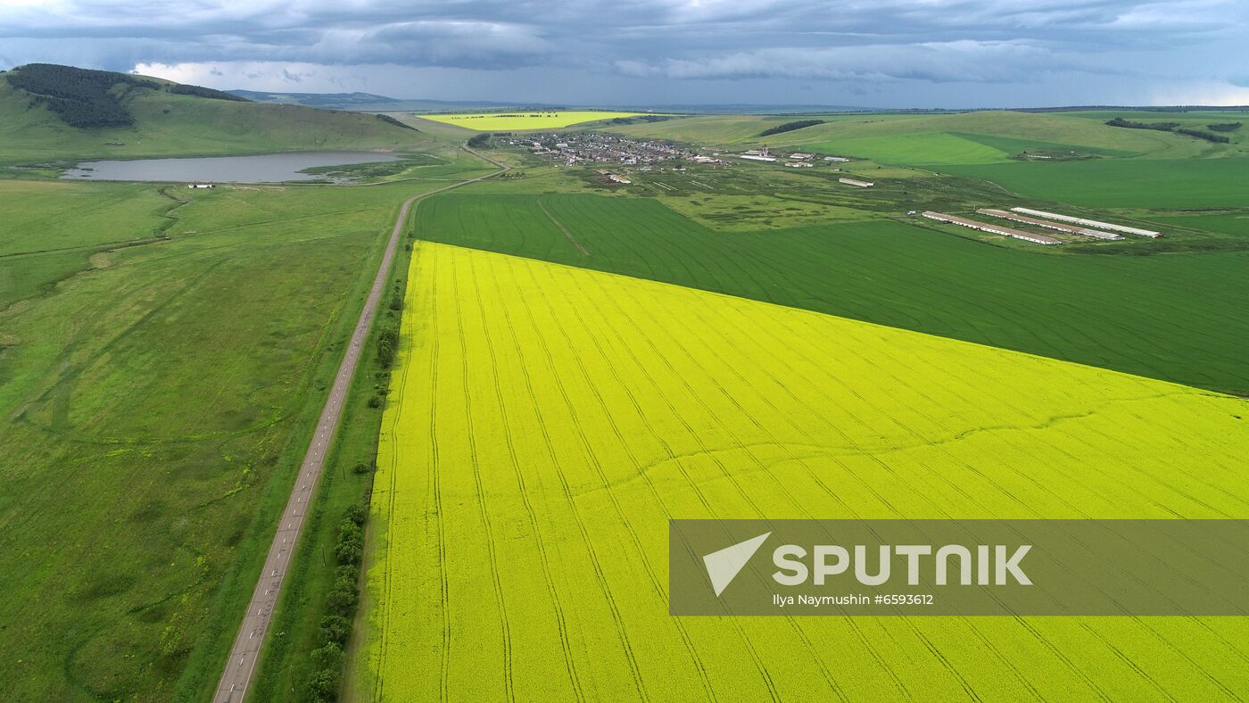 Russia Rapeseed Blossom