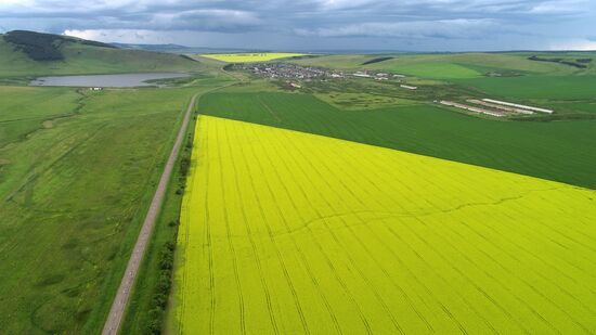 Russia Rapeseed Blossom