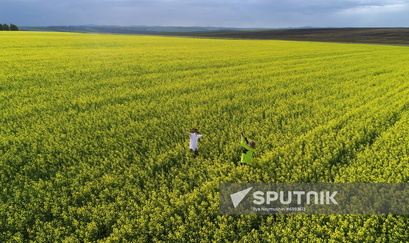 Russia Rapeseed Blossom