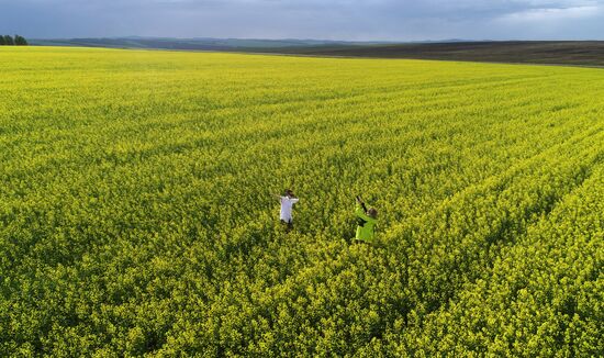 Russia Rapeseed Blossom