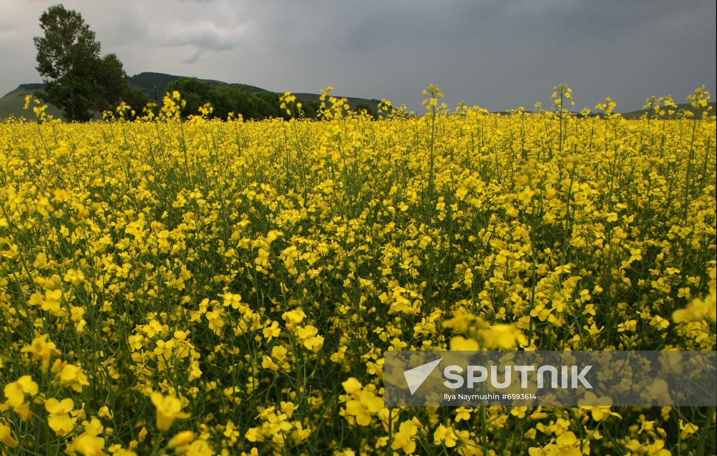 Russia Rapeseed Blossom
