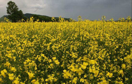 Russia Rapeseed Blossom