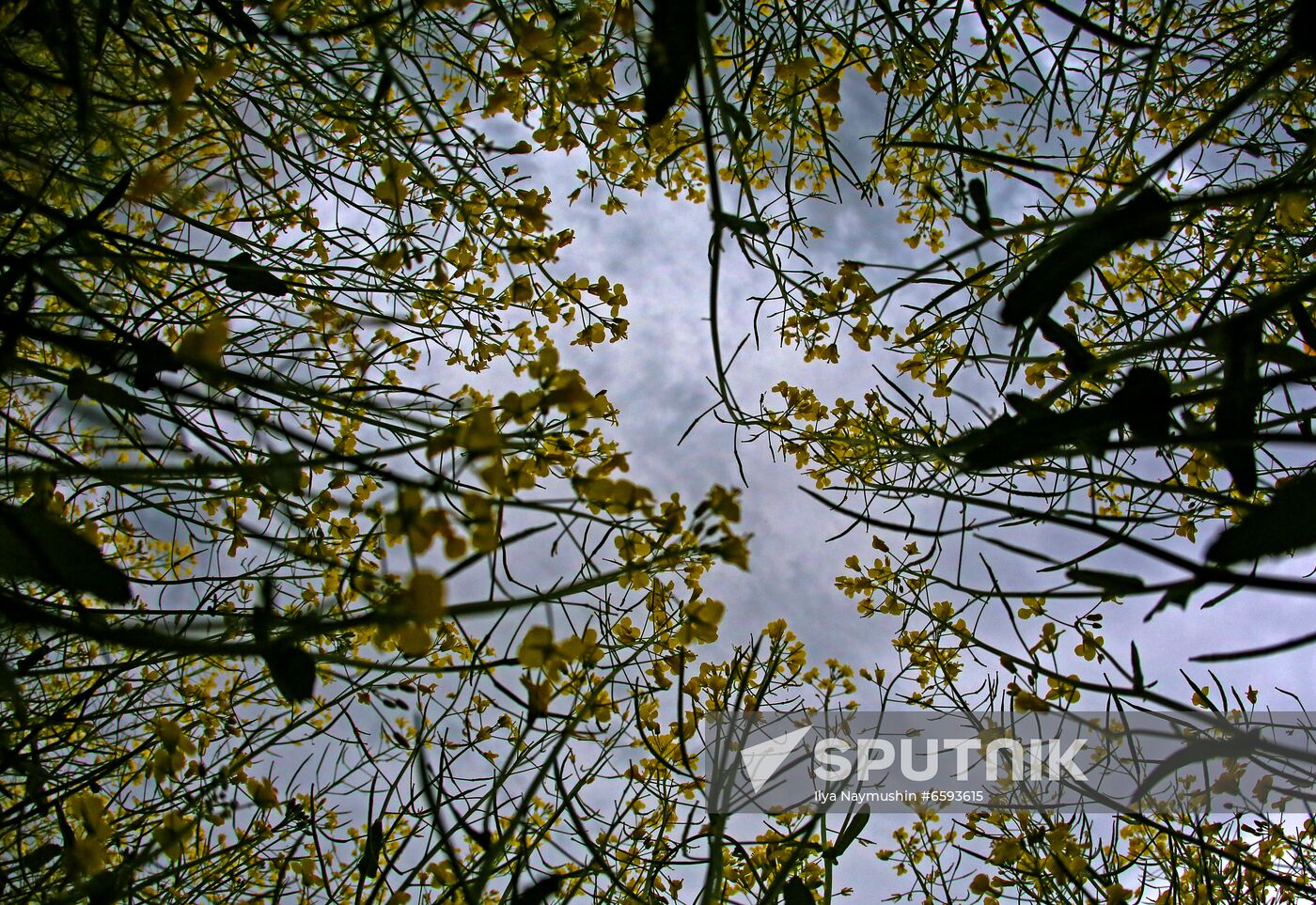 Russia Rapeseed Blossom