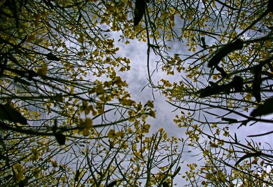 Russia Rapeseed Blossom