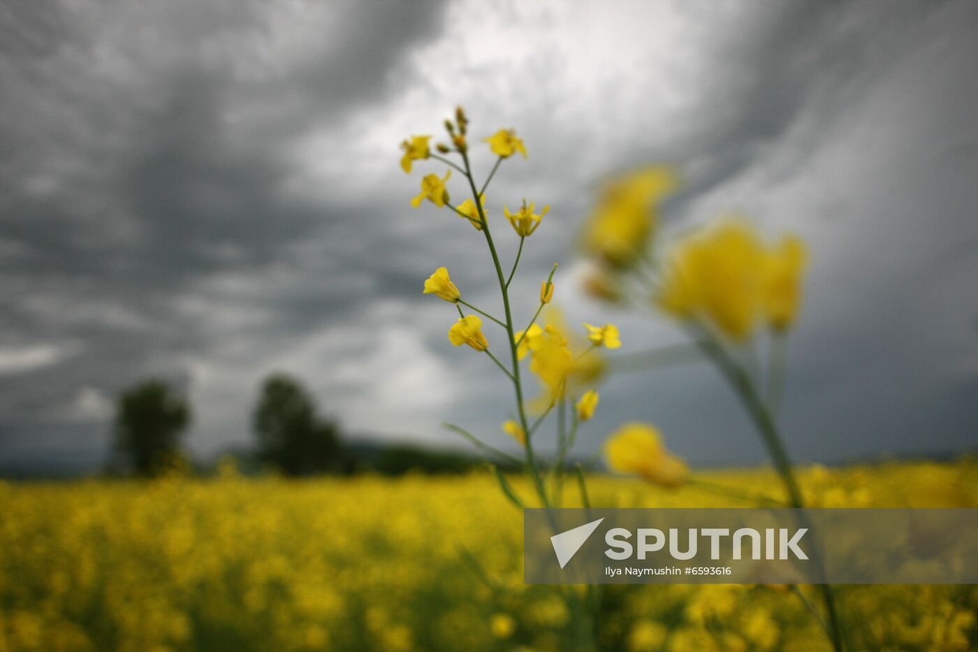 Russia Rapeseed Blossom