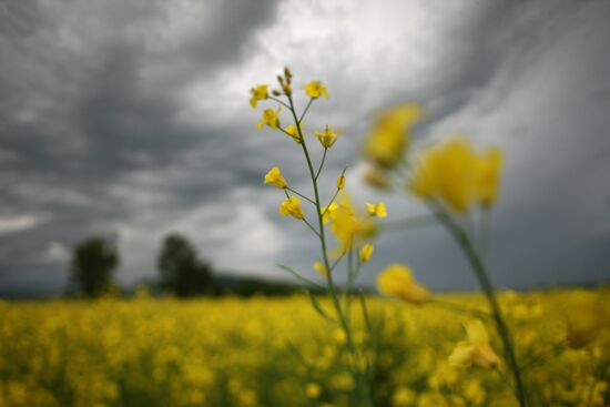 Russia Rapeseed Blossom