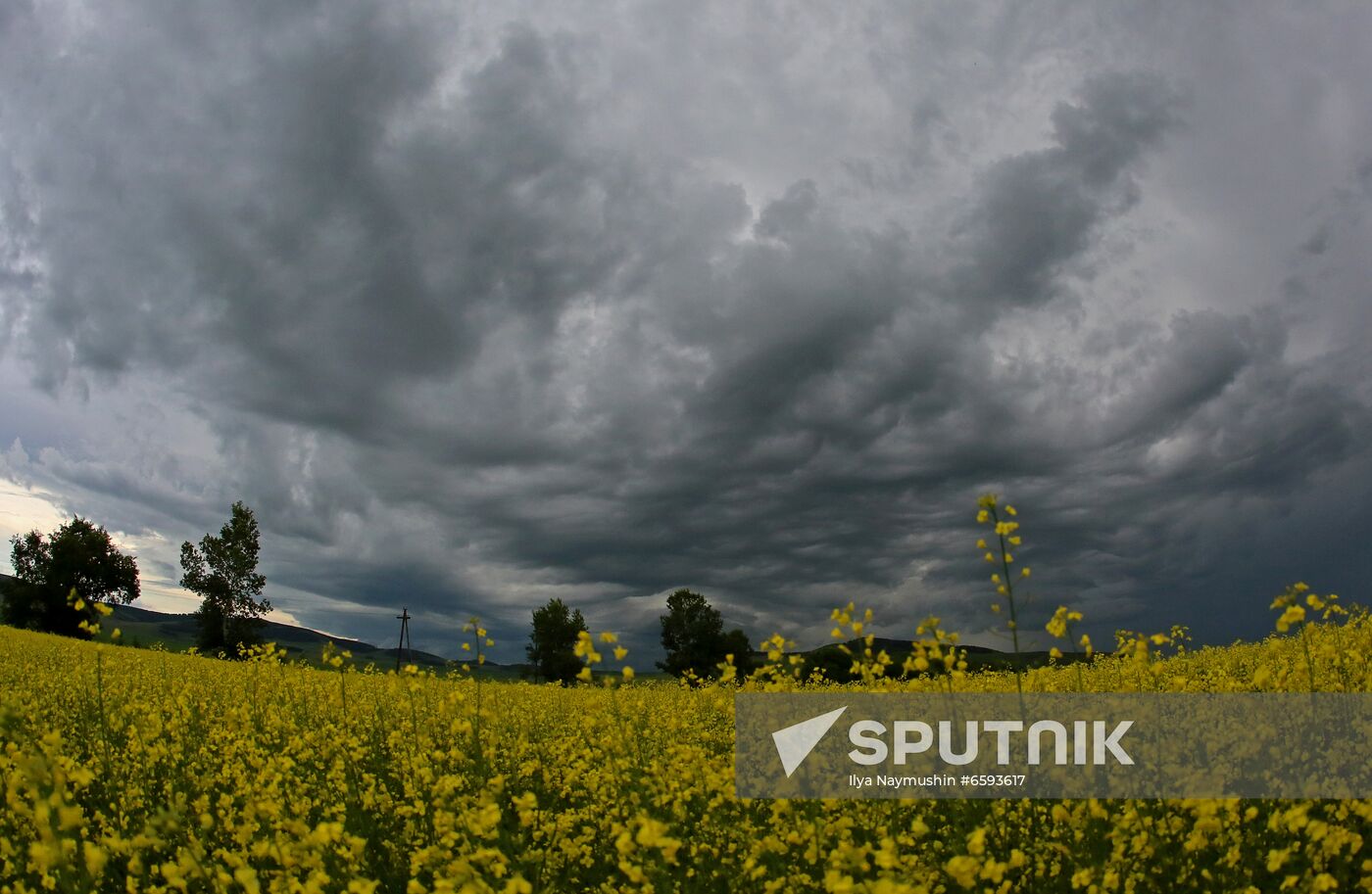 Russia Rapeseed Blossom