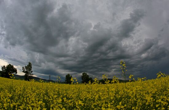 Russia Rapeseed Blossom