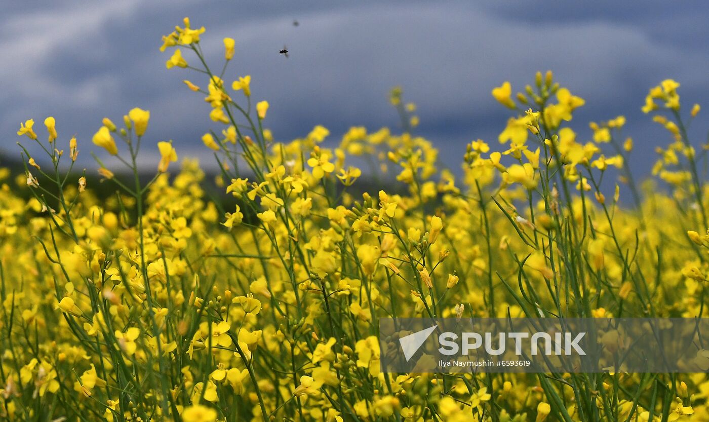 Russia Rapeseed Blossom