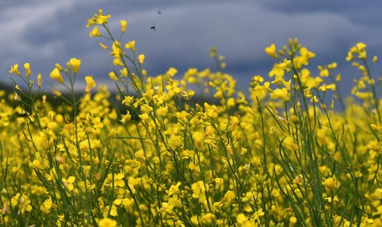Russia Rapeseed Blossom