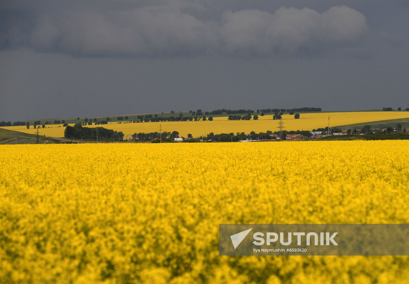Russia Rapeseed Blossom