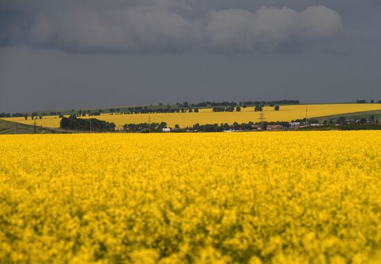 Russia Rapeseed Blossom