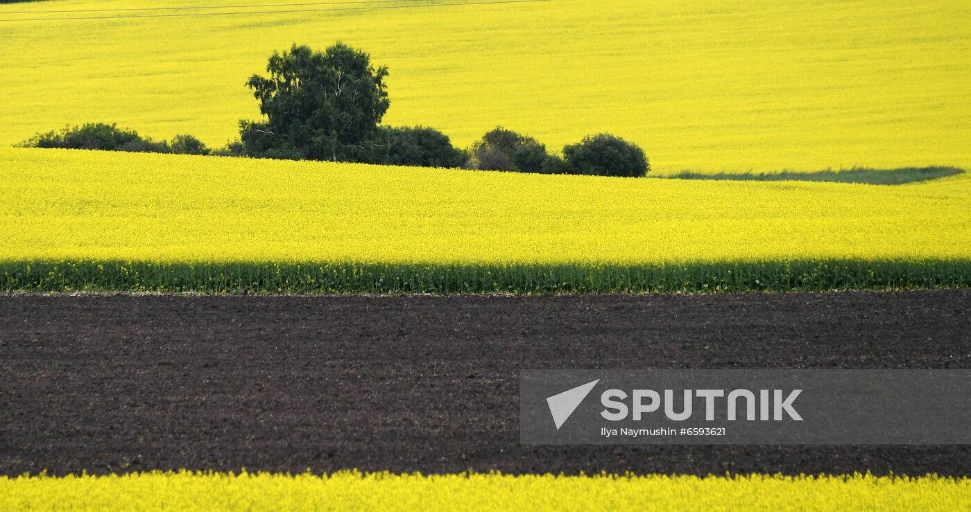 Russia Rapeseed Blossom