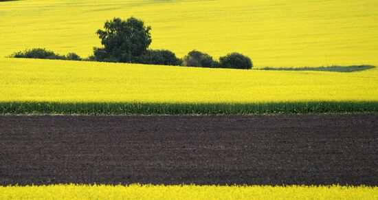 Russia Rapeseed Blossom