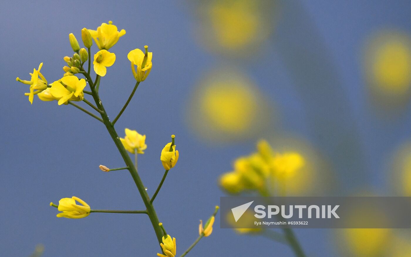 Russia Rapeseed Blossom
