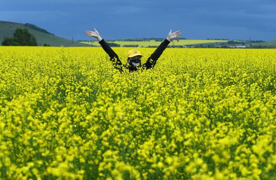 Russia Rapeseed Blossom