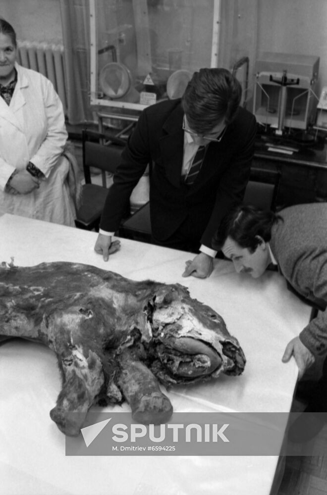 Yamal baby mammoth