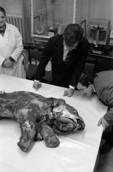 Yamal baby mammoth