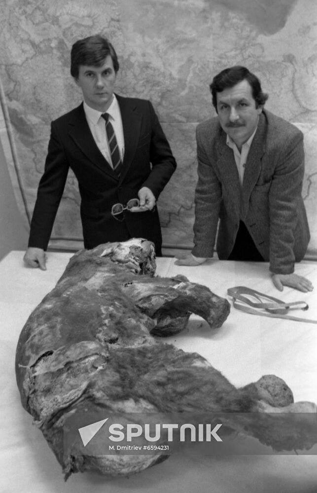 Yamal baby mammoth