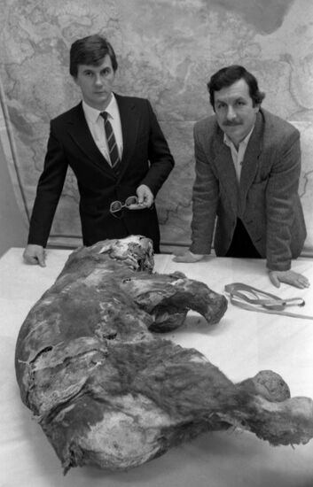 Yamal baby mammoth