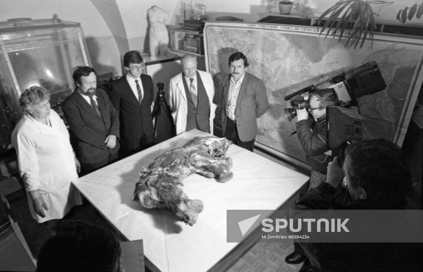 Yamal baby mammoth