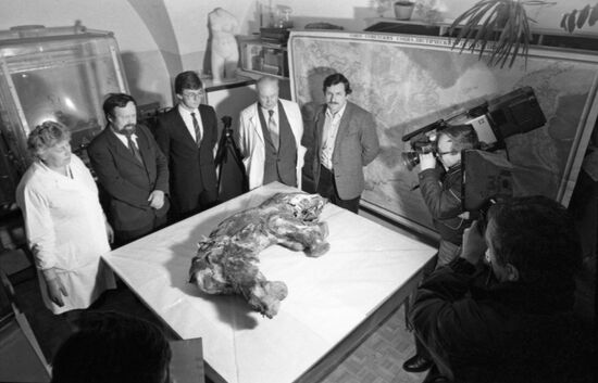 Yamal baby mammoth