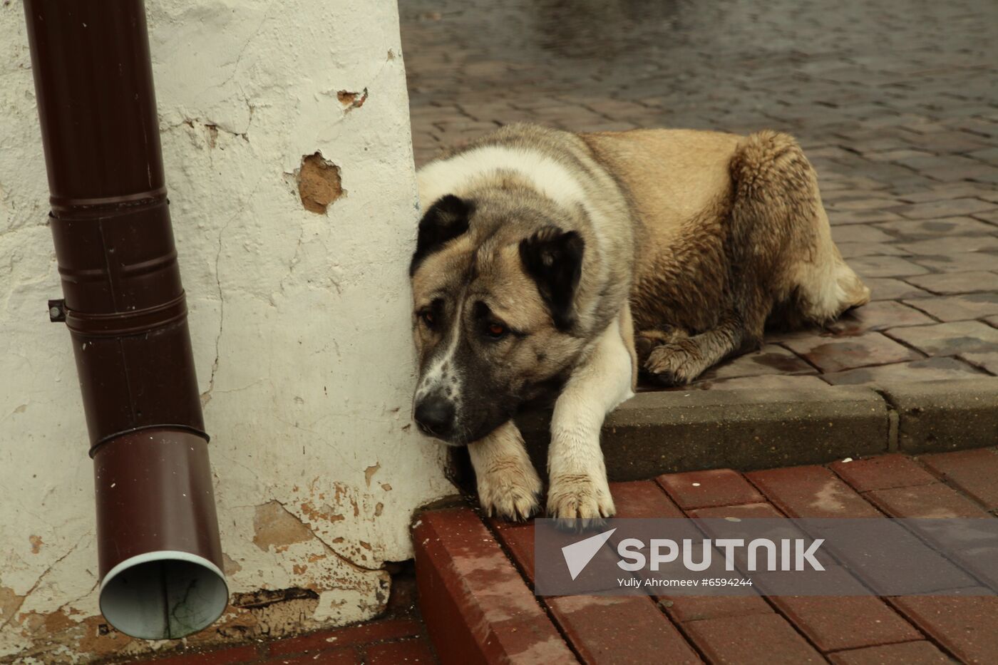 Homeless dog
