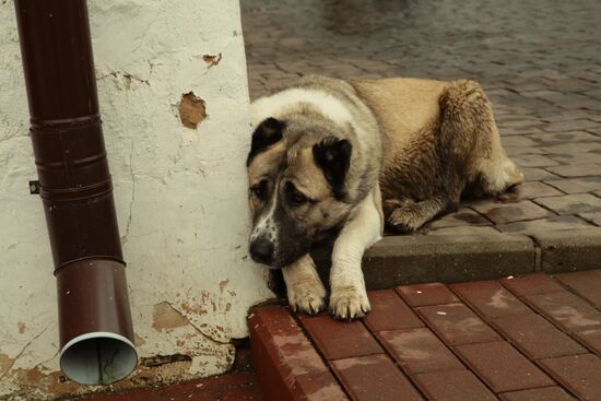 Homeless dog