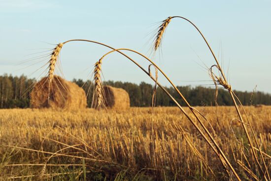 Harvested field