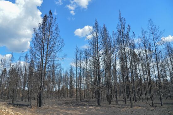Russia Wildfires