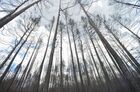 Burnt out forest is pictured in the village of Dzhabyk, in the Chelyabinsk region, Russia. Hundreds of residents were evacuated on Friday as strong winds complicated efforts to control the blaze, which spread across 14,000 hectares (35,000 acres) in the area some 1,500 kilometers (930 miles) east of the capital, Moscow.
Location: Russia, Chelyabinsk Region. Author: Aleksandr Kondratuk/Sputnik. Russia Wildfires