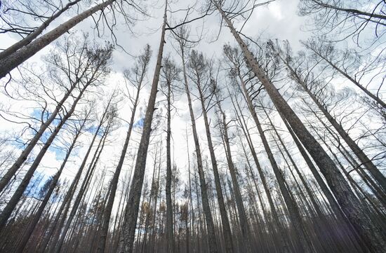 Russia Wildfires