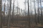 Burnt out forest is pictured in the village of Dzhabyk, in the Chelyabinsk region, Russia. Hundreds of residents were evacuated on Friday as strong winds complicated efforts to control the blaze, which spread across 14,000 hectares (35,000 acres) in the area some 1,500 kilometers (930 miles) east of the capital, Moscow.
Location: Russia, Chelyabinsk Region. Author: Aleksandr Kondratuk/Sputnik. Russia Wildfires