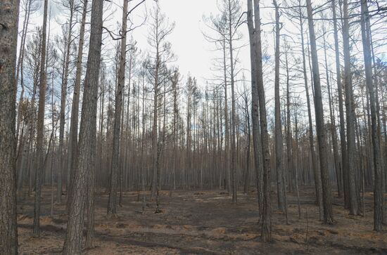 Russia Wildfires