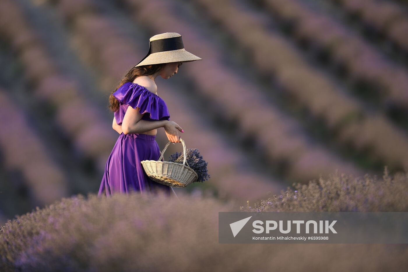Russia Crimea Lavender Fields