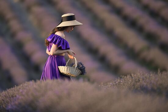 Russia Crimea Lavender Fields
