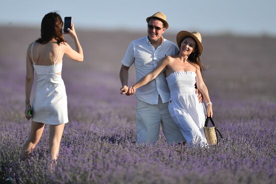 Russia Crimea Lavender Fields