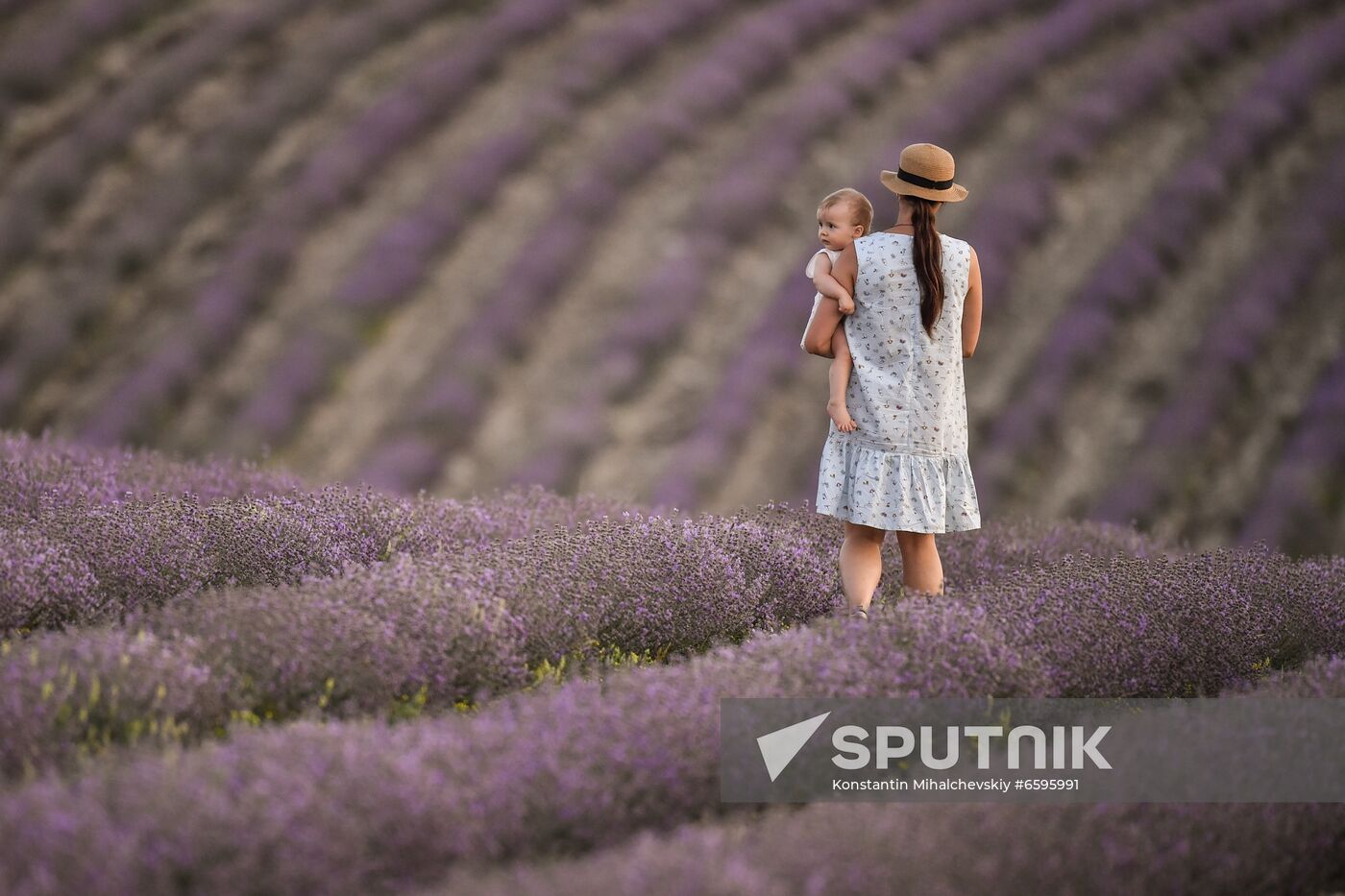 Russia Crimea Lavender Fields