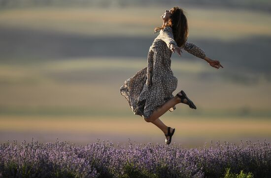 Russia Crimea Lavender Fields