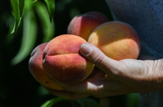 Russia Peaches Harvest