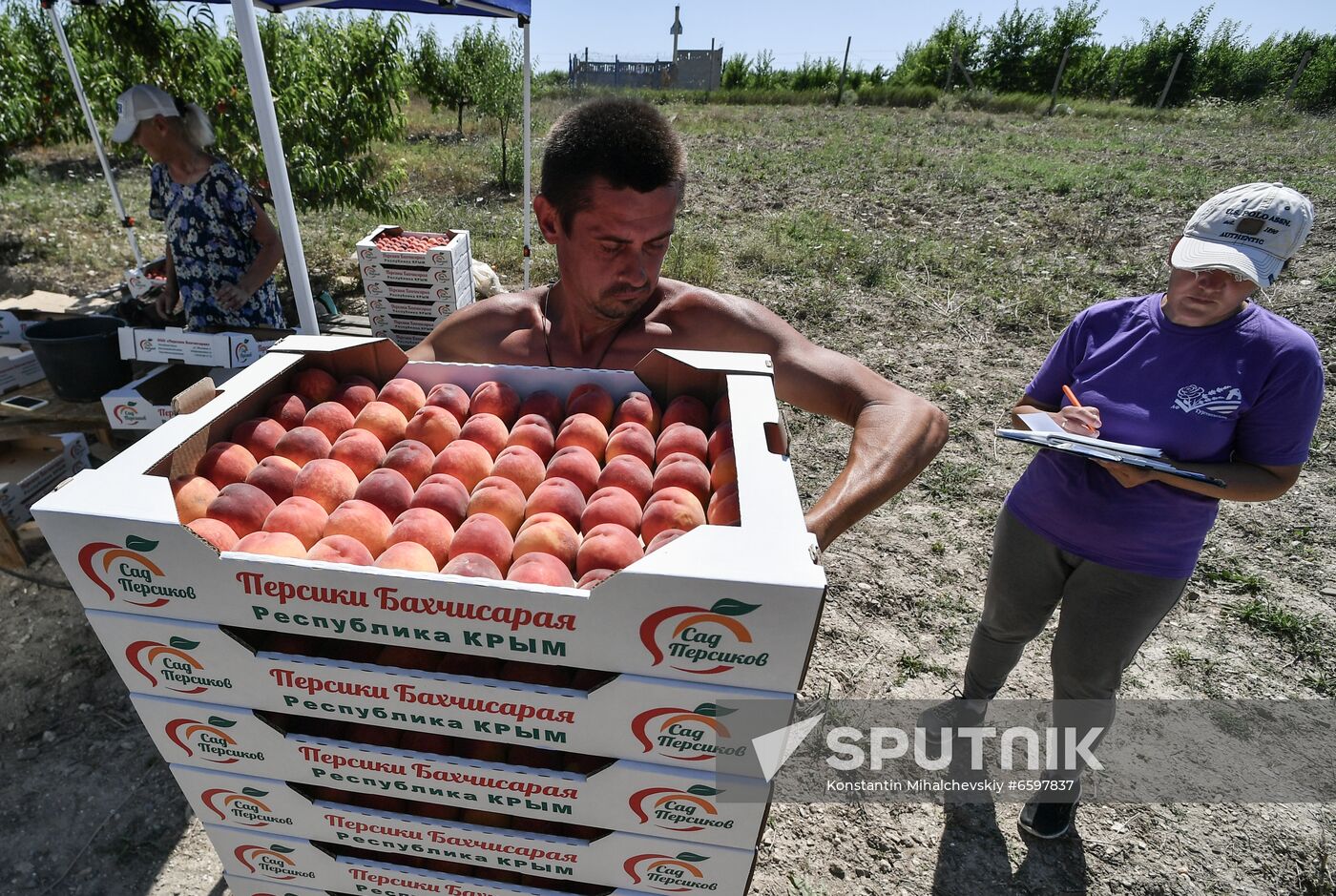 Russia Peaches Harvest