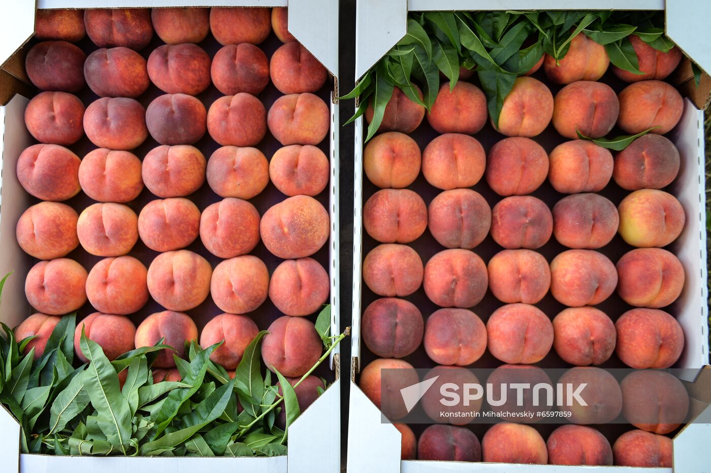 Russia Peaches Harvest