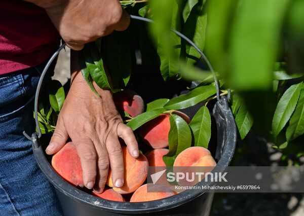 Russia Peaches Harvest