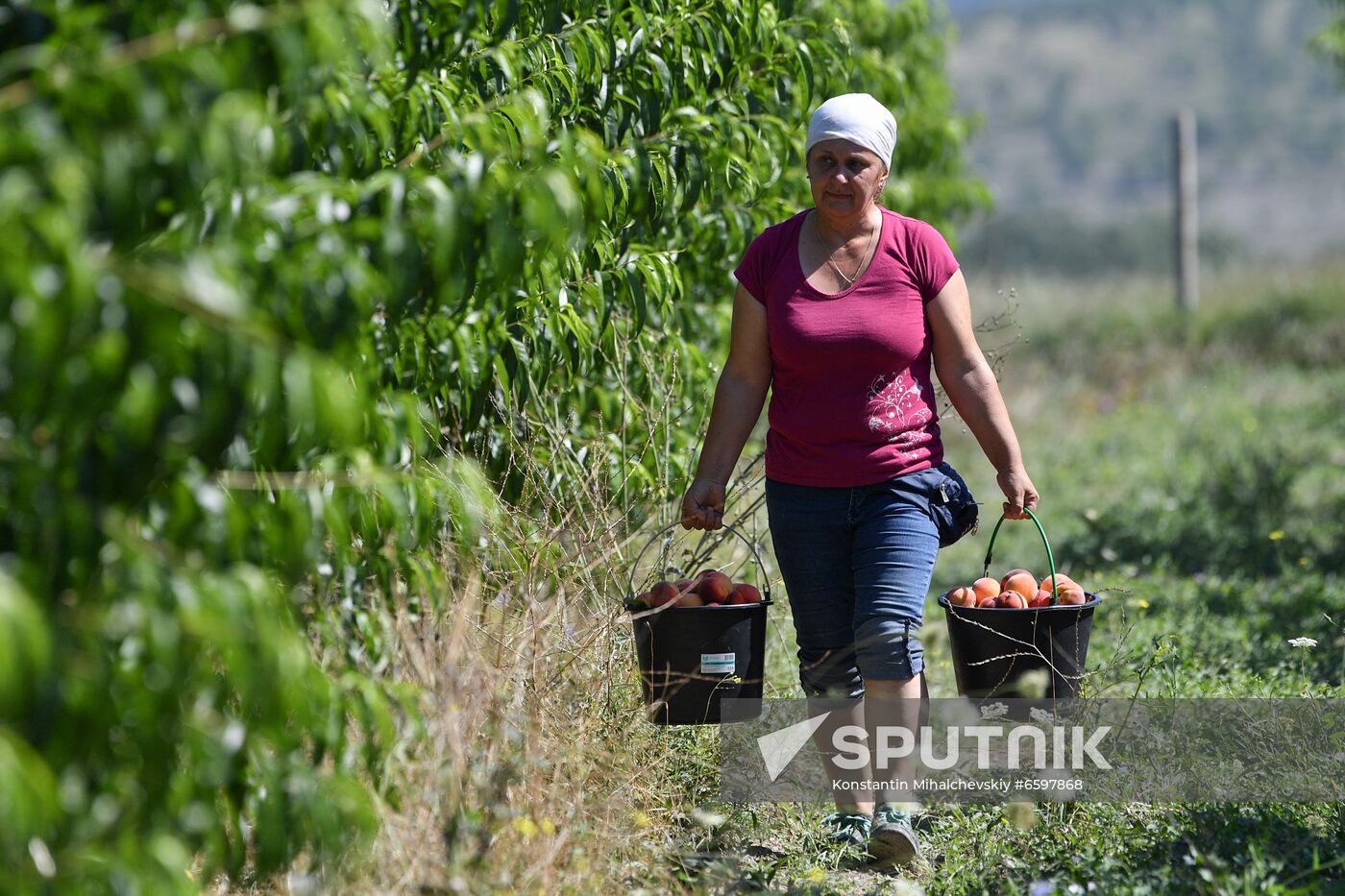 Russia Peaches Harvest