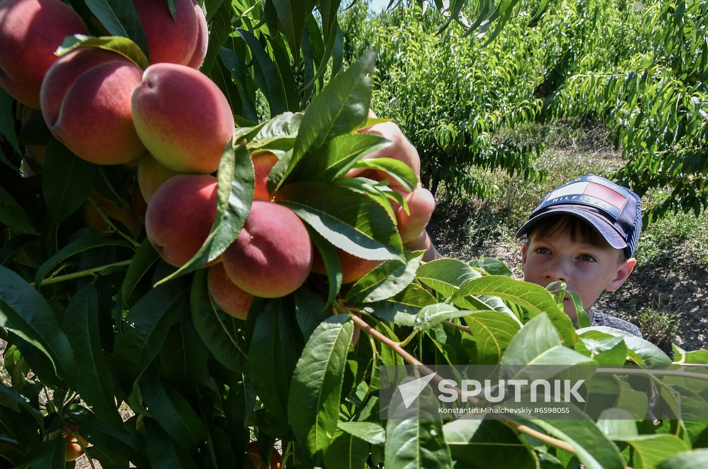 Russia Peaches Harvest